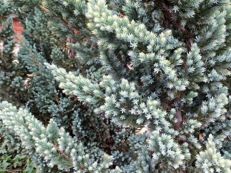 Juniperus squamata meyeri можжевельник