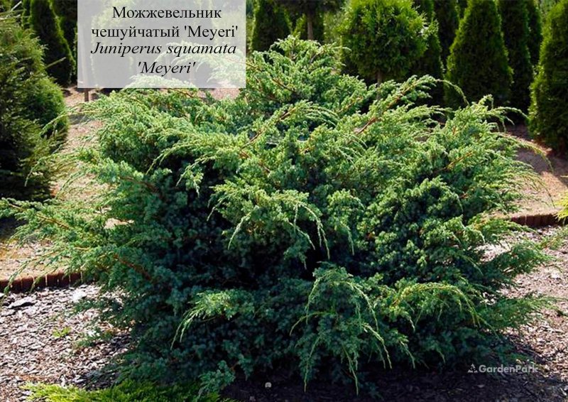 Можжевельник чешуйчатый Мэри