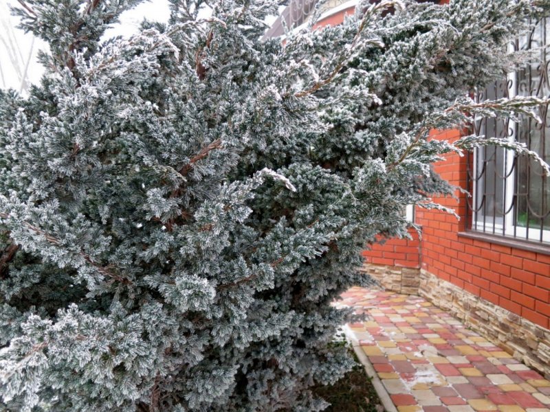 Можжевельник Мейери
