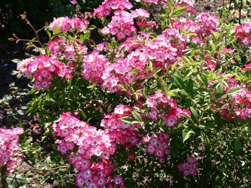Strauchrose 'Mozart'