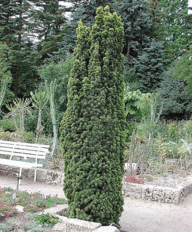 Тисс Taxus baccata