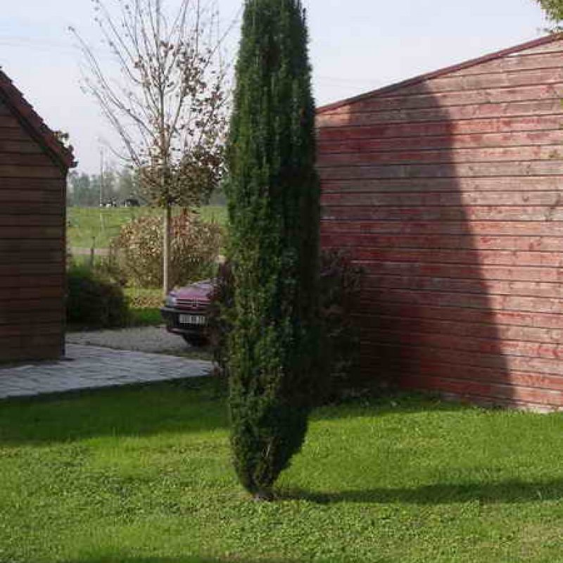 Тисс ягодный Фастигиата
