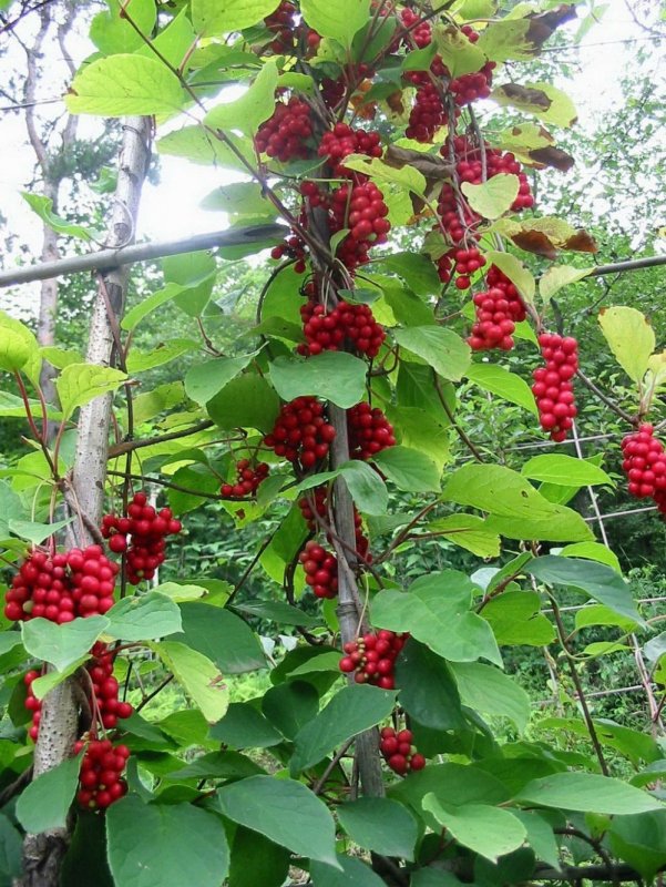 Лимонник китайский (Schisandra chinensis)