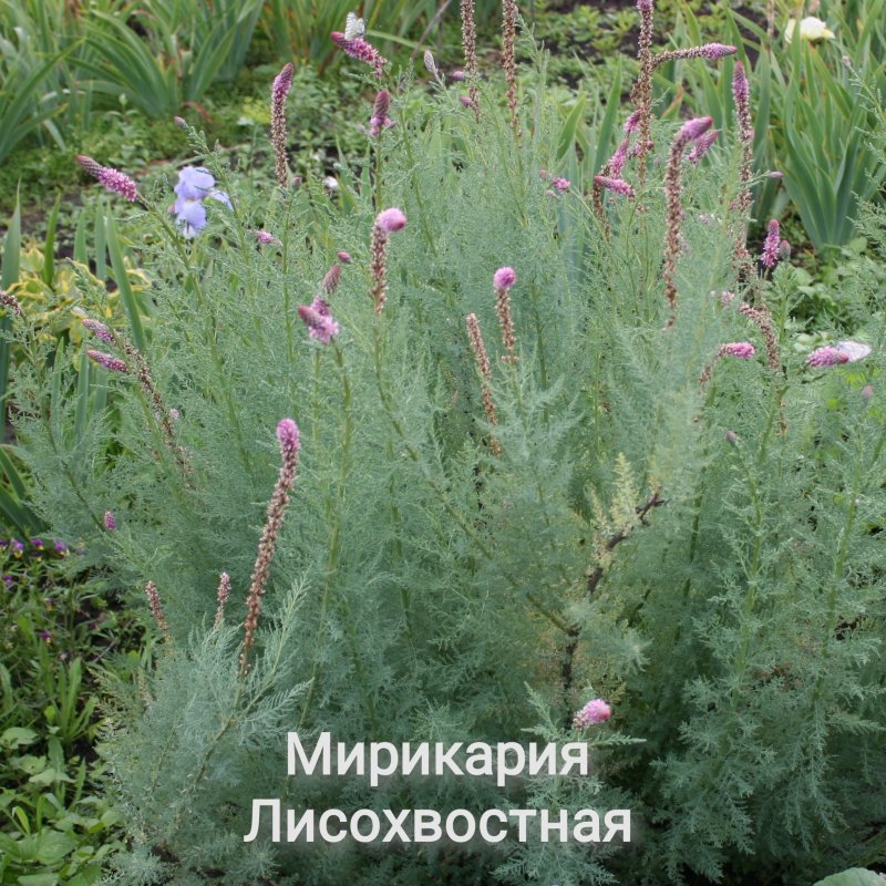 Мирикария как красиво подстричь