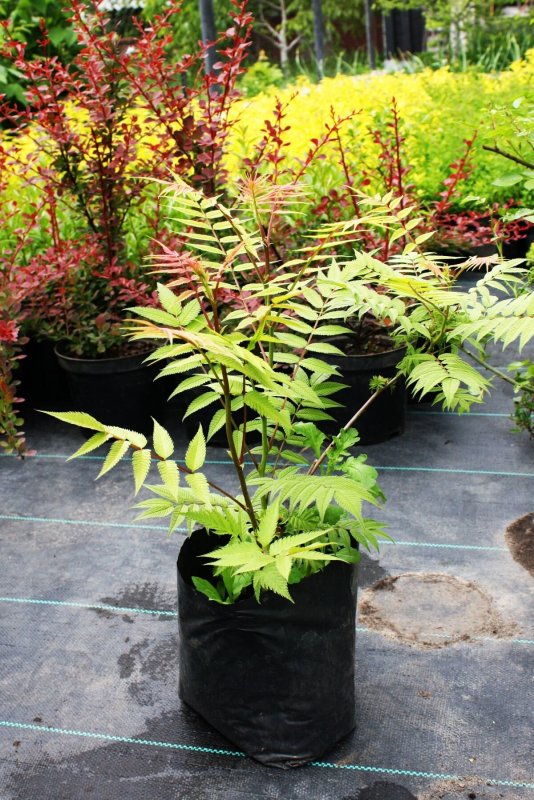 Рябинник рябинолистный (Sorbaria sorbifolia `sem`)