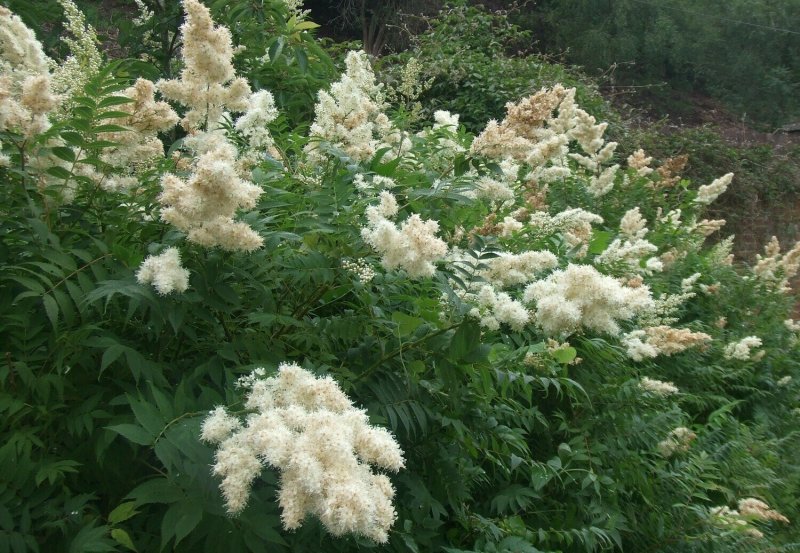 Рябинник рябинолистный (Sorbaria sorbifolia sem p9)