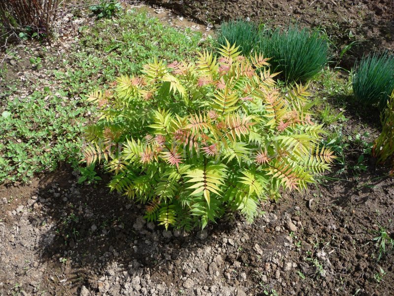 Рябинник рябинолистный `Сэм` Sorbaria sorbifolia `sem` ®