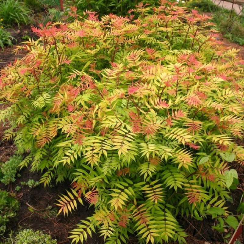 Рябинник Сэм Sorbaria sorbifolia sem