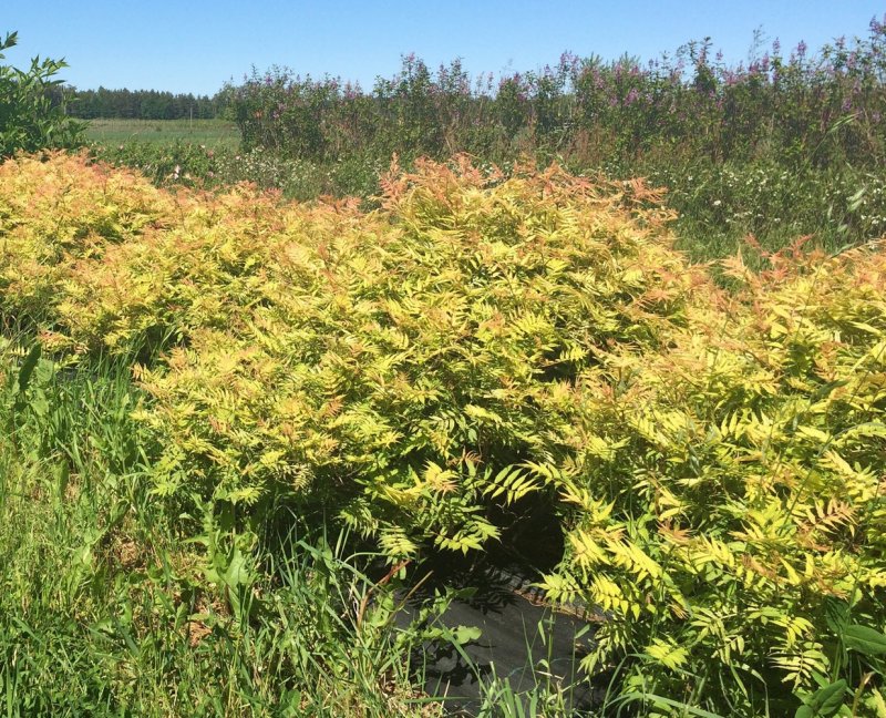 Рябинник рябинолистный `Сэм` Sorbaria sorbifolia `sem` ®