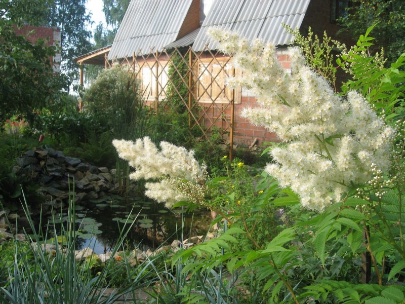 Рябинник черенками