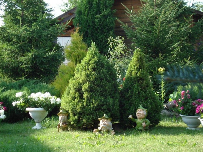 Ель Коника в рокарии