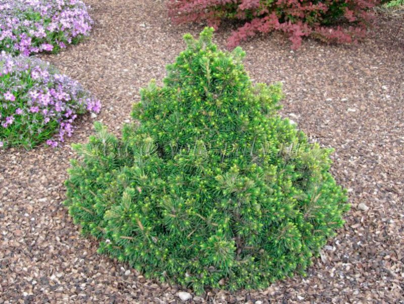 Picea Abies tompa