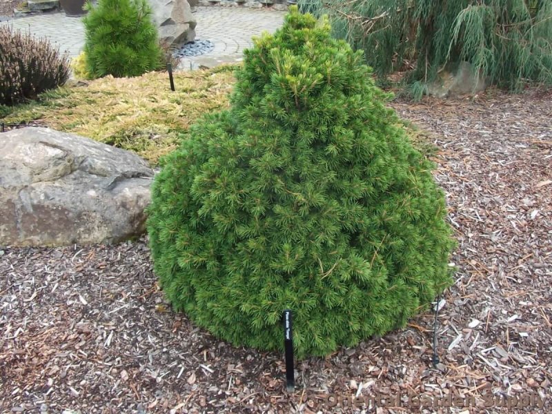 Ель обыкновенная (Picea Abies tompa) p9