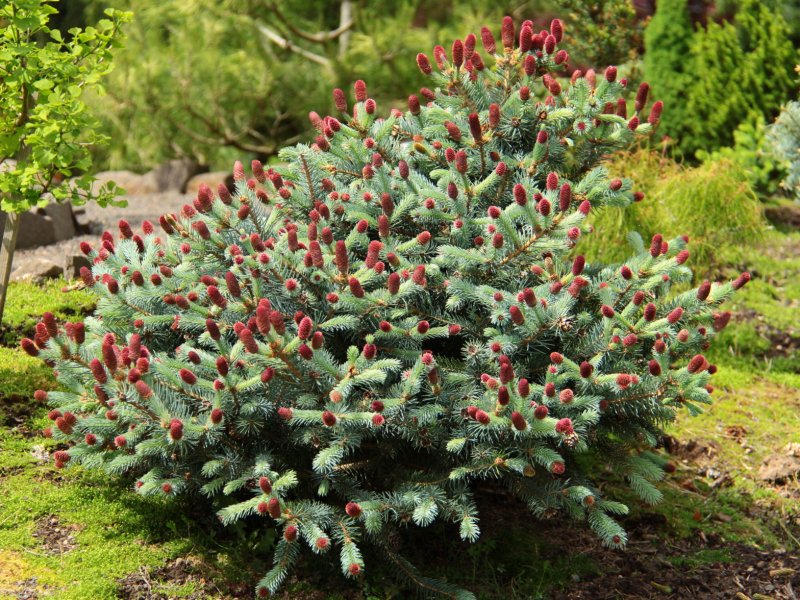 Ель колючая (Picea pungens Lucky Strike) c1,5