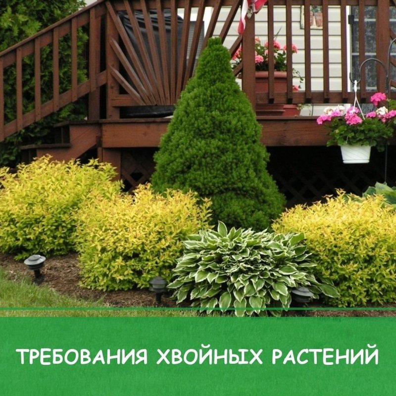 Барбарис форзиция туя ландшафтные