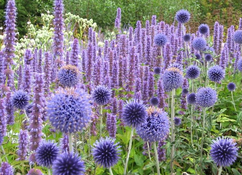 Мордовник (Echinops)