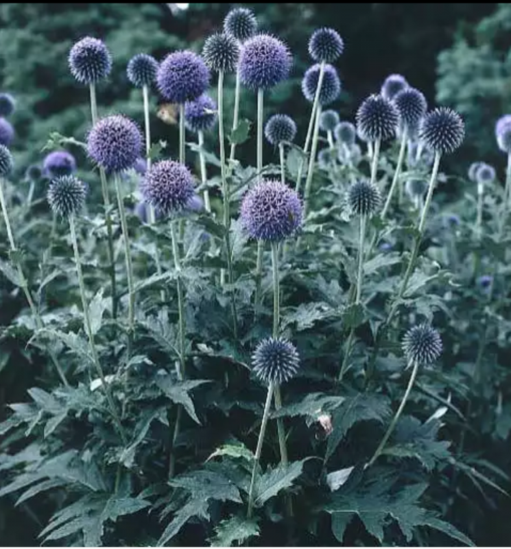 Eryngium Planum Jade Frost