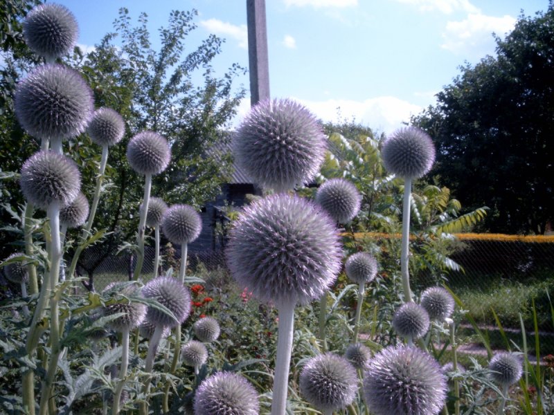 Синеголовник плосколистный (Eryngium Planum l.)
