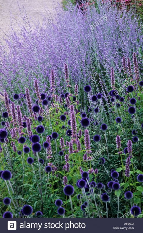 Мордовник обыкновенный (Echinops ritro)