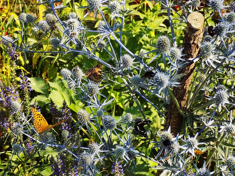 Перовския Russian Sage
