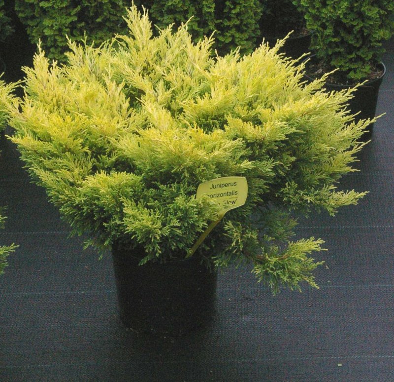 Можжевельник горизонтальный (Juniperus horizontalis Limeglow p9)