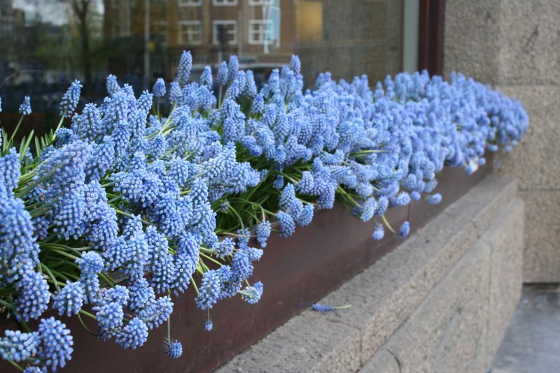 Гортензия – grape Hyacinth