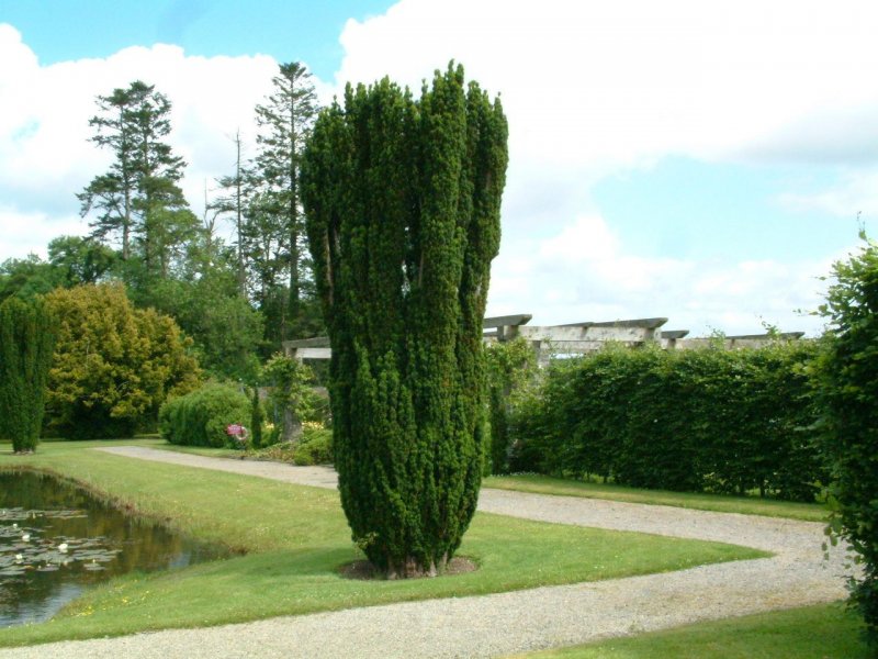 Taxus baccata Fastigiata