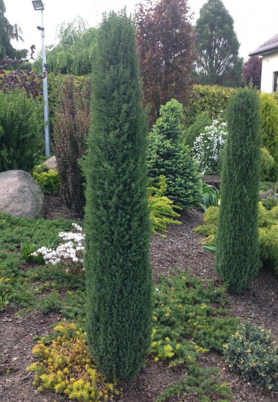 Juniperus communis Arnold можжевельник