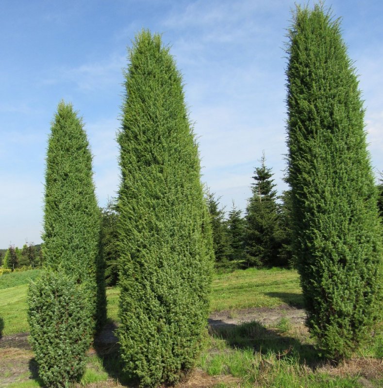 Juniperus communis Arnold