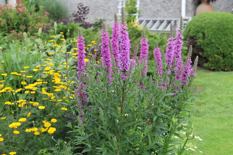 Дербенник иволистный (Lythrum salicaria `Robert`)