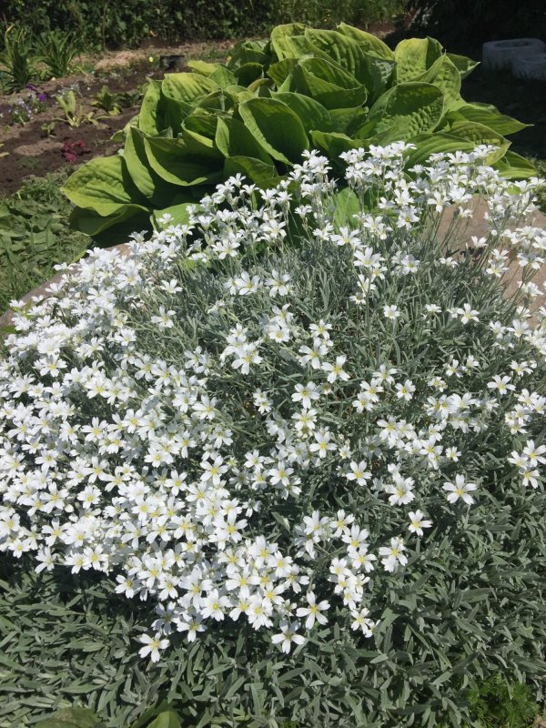 Гипсофила repens Alba
