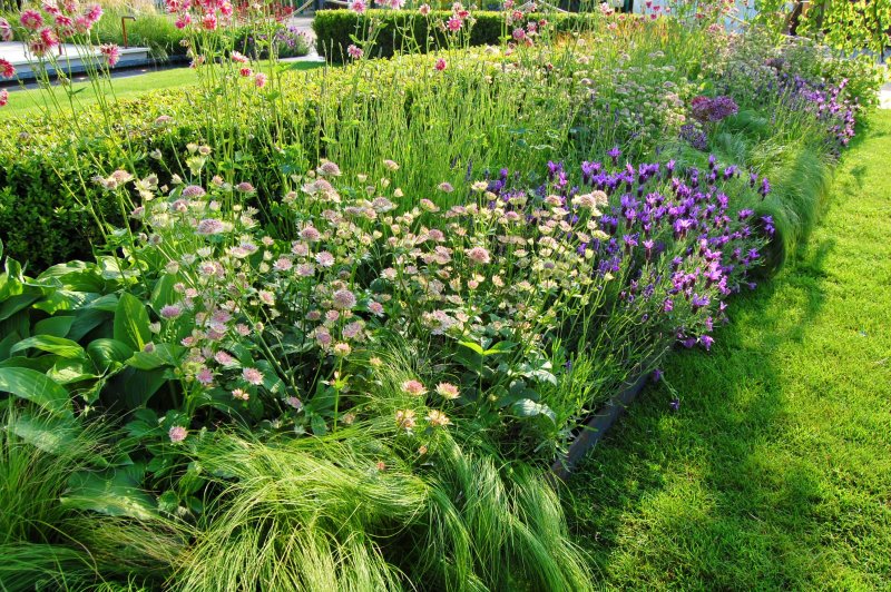 Astrantia Pink Pride