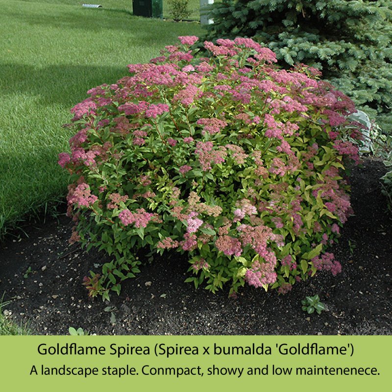 Спирея японская Goldflame