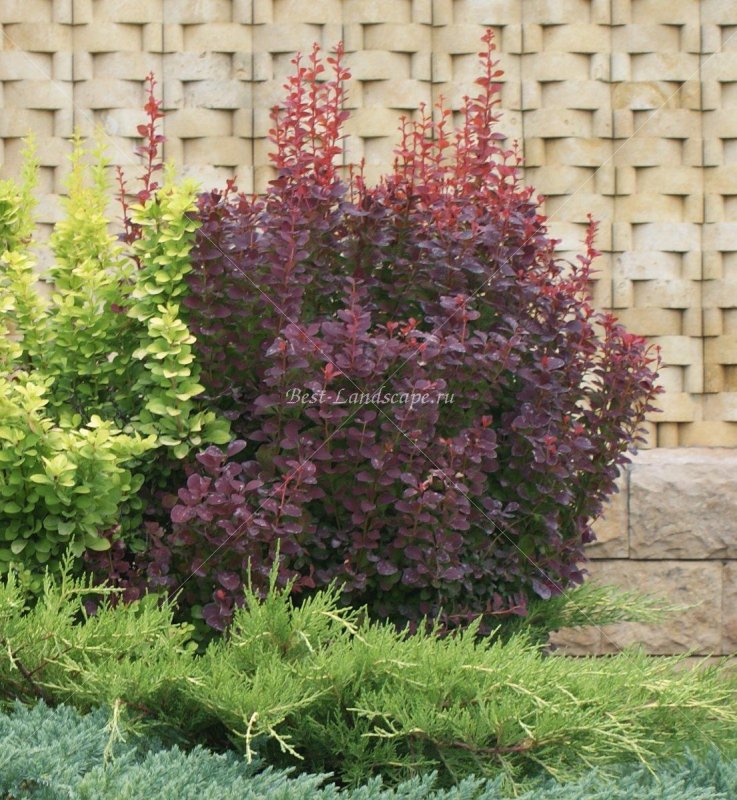 Барбарис Тунберга (Berberis thunbergii)