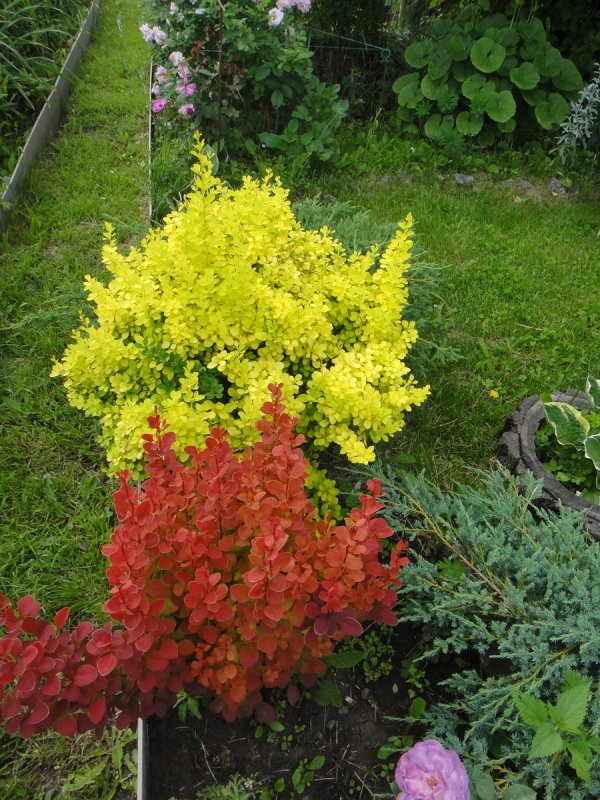 Berberis thunbergii Orange Rocket