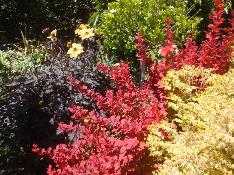 Барбарис Тунберга (Berberis thunbergii `Orange Rocket`)