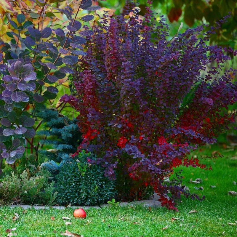 Berberis thunbergii Orange Rocket