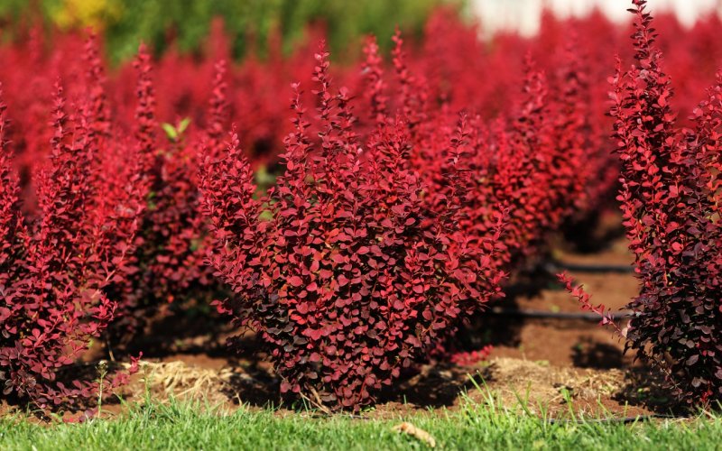 Барбарис Тунберга оранж рокет (Berberis thunbergii Orange Rocket)