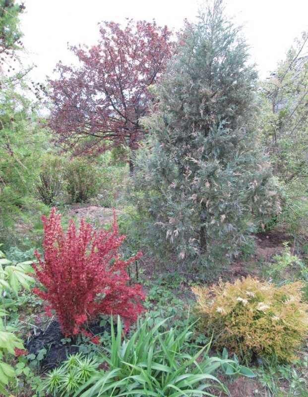Барбарис Тунберга (Berberis thunbergii `Red Pillar`)