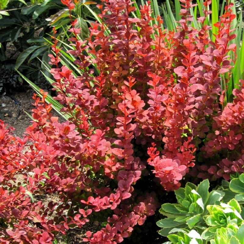 Барбарис Тунберга оранж рокет (Berberis thunbergii Orange Rocket)