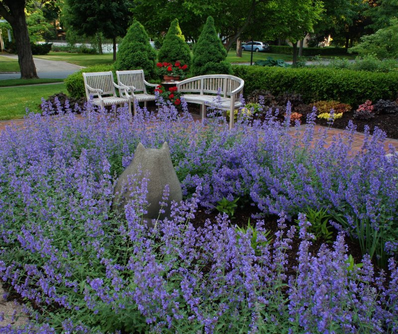 Котовник Фассена (Nepeta faassenii)