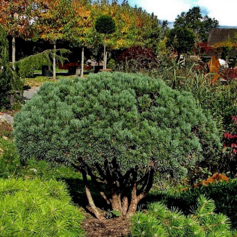 Сосна обыкновенная Ватерери Pinus Sylvestris Watereri