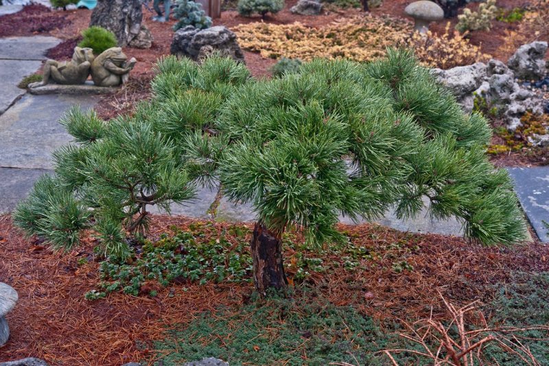 Pinus Sylvestris Hillside Creeper