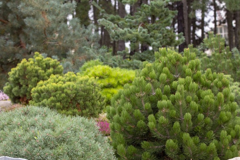 Сосна Горная Pinus mugo 'Minikin'