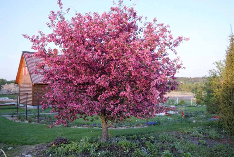Яблоня Недзвецкого Malus niedzwetzkyana
