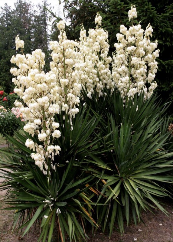 Юкка нитчатая (Yucca)