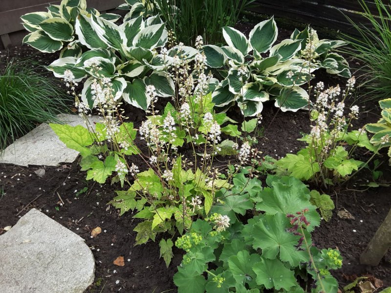 Tiarella wherryi