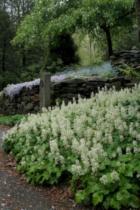 Tiarella cordifolia в природе