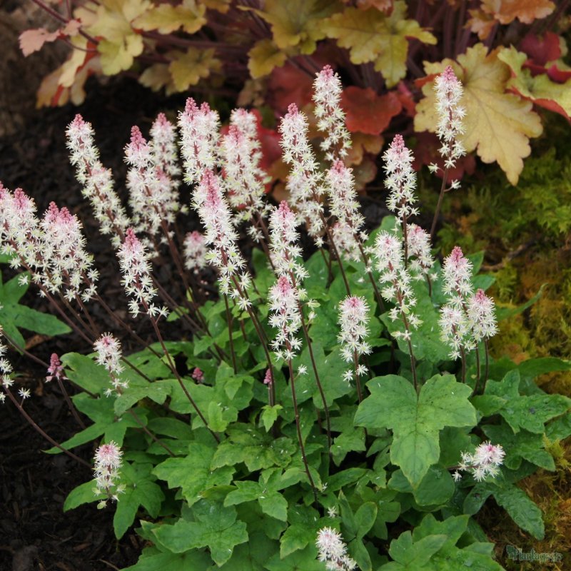 Tiarella wherryi