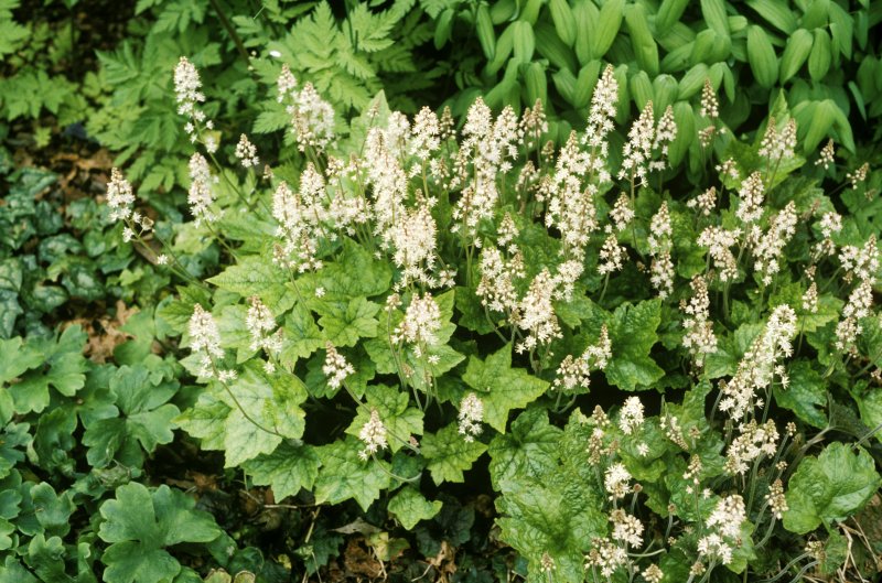 Тиарелла Tiarella cordifolia